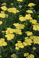 Firefly Sunshine Yarrow (Achillea 'Firefly Sunshine') at The Mustard Seed