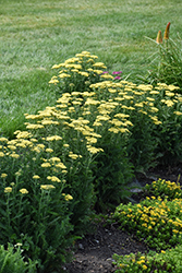 Firefly Sunshine Yarrow (Achillea 'Firefly Sunshine') at The Mustard Seed