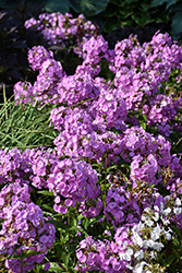 Fashionably Early Flamingo Garden Phlox (Phlox 'Fashionably Early Flamingo') at The Mustard Seed