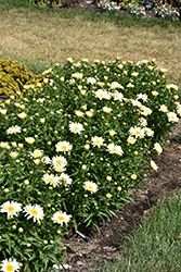 Seventh Heaven Shasta Daisy (Leucanthemum x superbum 'Seventh Heaven') at The Mustard Seed