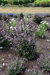 Midnight Masquerade Beard Tongue (Penstemon 'Midnight Masquerade') at The Mustard Seed