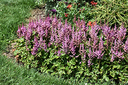 Visions Astilbe (Astilbe chinensis 'Visions') at The Mustard Seed