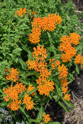 Butterfly Weed (Asclepias tuberosa) at The Mustard Seed