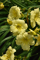 Stella Supreme Daylily (Hemerocallis 'Stella Supreme') at The Mustard Seed
