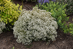 Summer Sparkles Baby's Breath (Gypsophila paniculata 'ESM Chispa') at The Mustard Seed