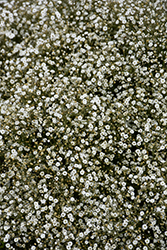 Summer Sparkles Baby's Breath (Gypsophila paniculata 'ESM Chispa') at The Mustard Seed