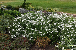 Peter Cottontail Yarrow (Achillea ptarmica 'Peter Cottontail') at The Mustard Seed