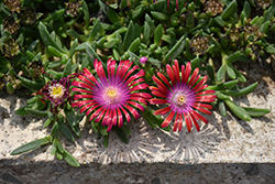 Kaleidoscope Razzle Dazzle Ice Plant (Delosperma 'Razzle Dazzle') at The Mustard Seed