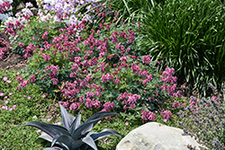 Pink Diamonds Fern-leaved Bleeding Heart (Dicentra 'Pink Diamonds') at The Mustard Seed