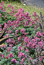 Pink Diamonds Fern-leaved Bleeding Heart (Dicentra 'Pink Diamonds') at The Mustard Seed