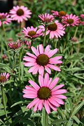 Pixie Meadowbrite Coneflower (Echinacea 'Pixie Meadowbrite') at The Mustard Seed