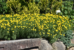 Zagreb Tickseed (Coreopsis verticillata 'Zagreb') at The Mustard Seed