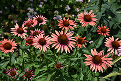 Big Sky Sundown Coneflower (Echinacea 'Big Sky Sundown') at The Mustard Seed