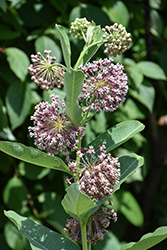 Common Milkweed (Asclepias syriaca) at The Mustard Seed