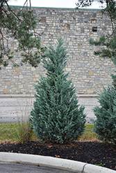 Blue Point Juniper (Juniperus chinensis 'Blue Point') at The Mustard Seed