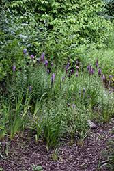 Blazing Star (Liatris spicata) at The Mustard Seed