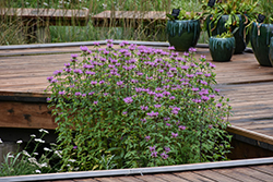 Wild Beebalm (Monarda fistulosa) at The Mustard Seed