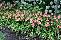 Happy Ever Appster Rosy Returns Daylily (Hemerocallis 'Rosy Returns') at The Mustard Seed