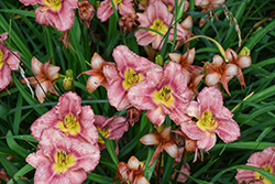 Happy Ever Appster Rosy Returns Daylily (Hemerocallis 'Rosy Returns') at The Mustard Seed