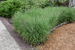 Shenandoah Reed Switch Grass (Panicum virgatum 'Shenandoah') at The Mustard Seed