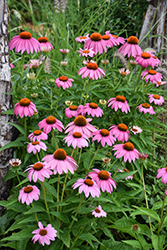 Purple Coneflower (Echinacea purpurea) at The Mustard Seed