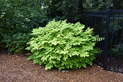 Sun King Japanese Spikenard (Aralia cordata 'Sun King') at The Mustard Seed