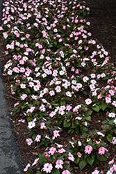 SunPatiens Compact Blush Pink New Guinea Impatiens (Impatiens 'SakimP013') at The Mustard Seed