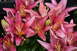 Lily Looks Tiny Pearl Lily (Lilium 'Tiny Pearl') at The Mustard Seed