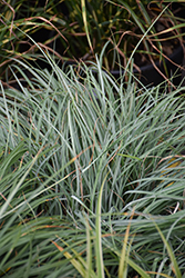 Blue Zinger Blue Sedge (Carex flacca 'Blue Zinger') at The Mustard Seed