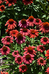 Summersong Firefinch Coneflower (Echinacea 'Firefinch') at The Mustard Seed