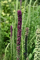 Prairie Blazing Star (Liatris pycnostachya) at The Mustard Seed