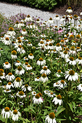 White Swan Coneflower (Echinacea purpurea 'White Swan') at The Mustard Seed