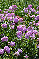 Luminary Opalescence Garden Phlox (Phlox paniculata 'Opalescence') at The Mustard Seed