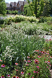 Rattlesnake Master (Eryngium yuccifolium) at The Mustard Seed