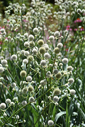 Rattlesnake Master (Eryngium yuccifolium) at The Mustard Seed