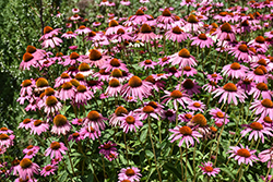 Ruby Star Coneflower (Echinacea purpurea 'Rubinstern') at The Mustard Seed