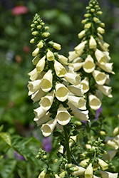 Arctic Fox Lemon Cream Foxglove (Digitalis 'Arctic Fox Lemon Cream') at The Mustard Seed