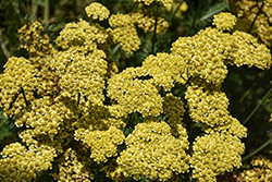 Firefly Sunshine Yarrow (Achillea 'Firefly Sunshine') at The Mustard Seed