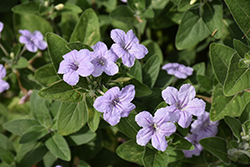 Hairy Wild Petunia (Ruellia humilis) at The Mustard Seed