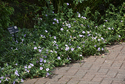 Hairy Wild Petunia (Ruellia humilis) at The Mustard Seed