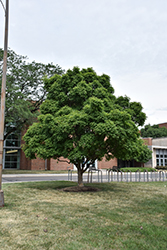Three Flowered Maple (Acer triflorum) at The Mustard Seed
