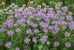 Wild Beebalm (Monarda fistulosa) at The Mustard Seed