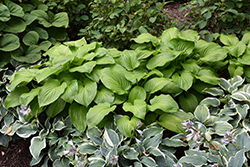 Guacamole Hosta (Hosta 'Guacamole') at The Mustard Seed
