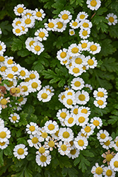 Feverfew (Tanacetum parthenium) at The Mustard Seed