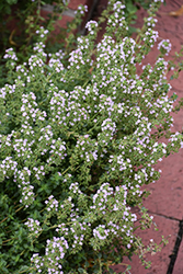 Common Thyme (Thymus vulgaris) at The Mustard Seed