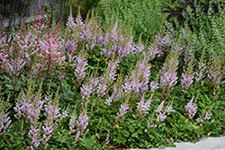 Dwarf Chinese Astilbe (Astilbe chinensis 'Pumila') at The Mustard Seed