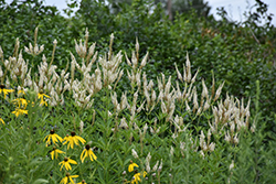 Culver's Root (Veronicastrum virginicum) at The Mustard Seed