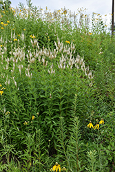 Culver's Root (Veronicastrum virginicum) at The Mustard Seed