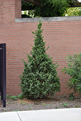 Hetz Columnar Juniper (Juniperus chinensis 'Hetz Columnar') at The Mustard Seed