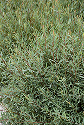 Dwarf Arctic Willow (Salix purpurea 'Nana') at The Mustard Seed